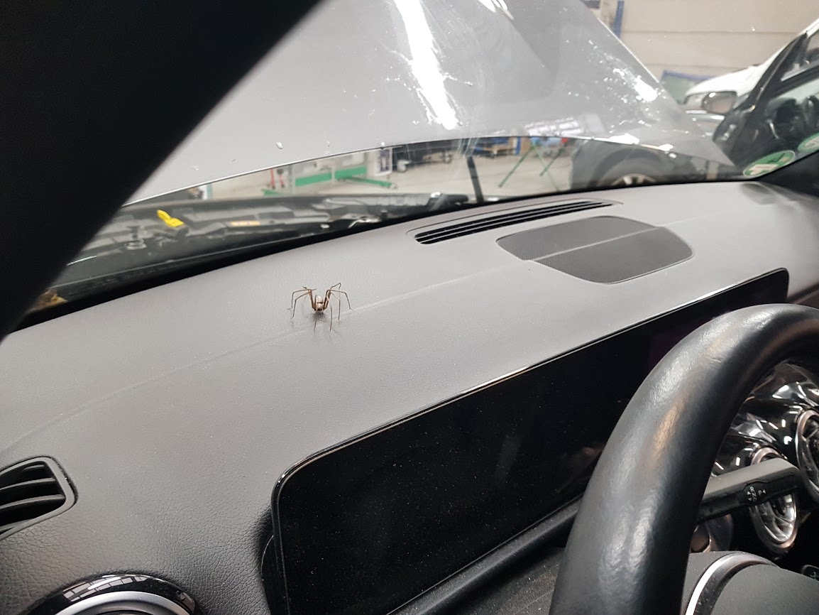 Spin die net over het dashboard trippelt.  