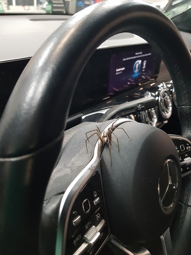 Blijkbaar zocht deze 'bewoner' wanhopig naar de mute-knop op het stuur...